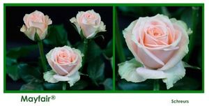 ROSE MAY FAIR 40